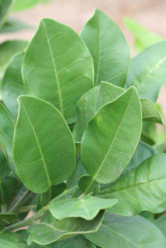              Sun leaves (Riverside, CA)       